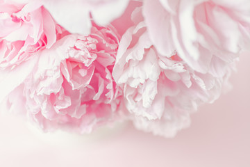 Fresh cut bouquet of Pink Peonies in natural light. Delicate floral arrangement. Taken from above on pink background.  - obrazy, fototapety, plakaty