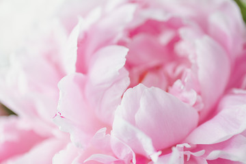 Pink peony close-up in natural light. - obrazy, fototapety, plakaty