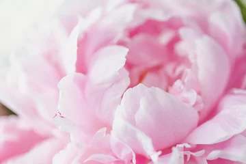 Washable wall murals Peonies Pink peony close-up in natural light.