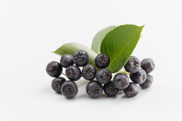 Black chokeberry, Aronia melanocarpa
