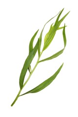 Close-up view of the leaves of the Tarragon