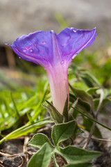 Fiore di campo  viola , campanella