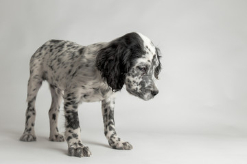 Ritratto in studio di un cucciolo di cane setter inglese a macchie bianco e nero
