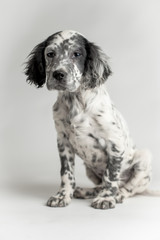 Ritratto in studio di un cucciolo di cane setter inglese a macchie bianco e nero