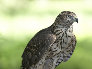 Young northern goshawk