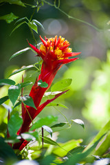 A beautifu red flower