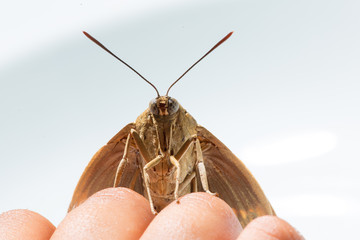 Falena inquadrata frontalmente e mano in primo piano