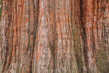 Bark texture background