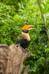 hornbill