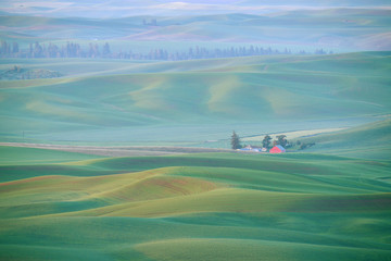 green wheat hill from palouse