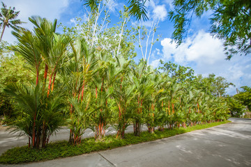 lipstick palm or Cyrtostachys renda