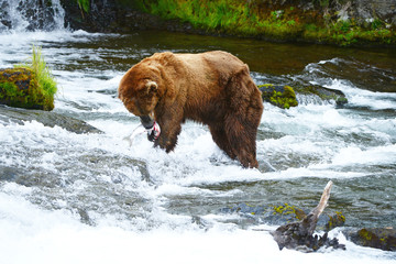 grizzly bear hunting salmon