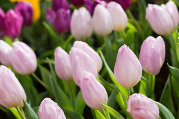 colorful tulips flower blooming in floral garden