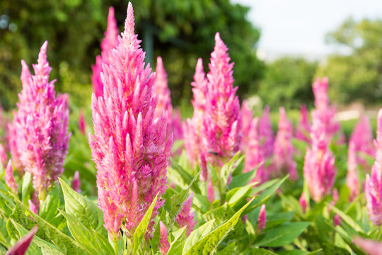 pink celosia