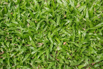 Green grass texture. Natural background.