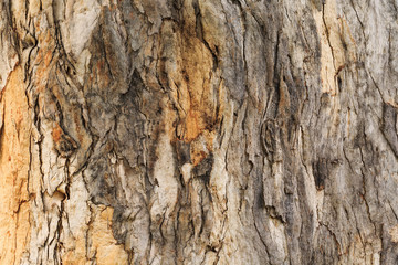 Bark texture background