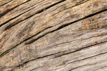 Bark texture background