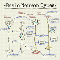 basic types of neurons