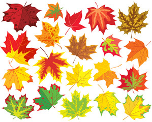 Obraz premium Colorful maple leaves