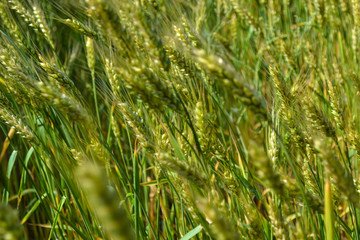 Fototapeta na wymiar ears of wheat, blur