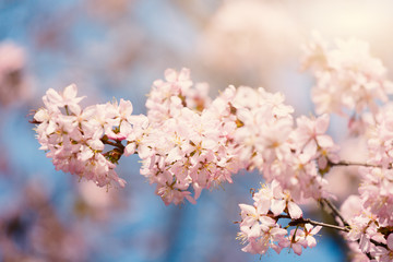 Blossoming Oriental cherry sakura with pink flowers close up