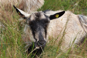 Ziege im Gras liegend