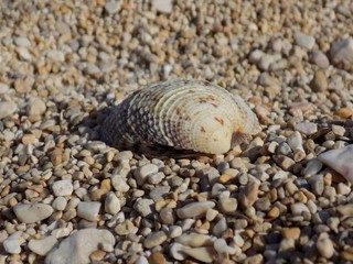 Shell on stone beach
