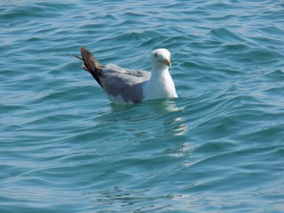 Seagull at sea