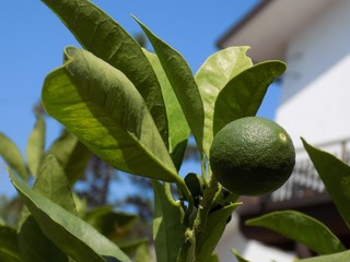 Lime on tree