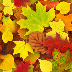 Naklejka na ściany i meble Autumn leaves seamless pattern