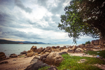 Tropical beach and alone tree near the blue ocean at overcast