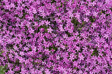 Obraz premium Aubrieta cultorum - pink or purple small flowers