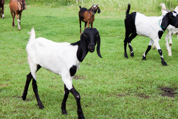 Goats Walking