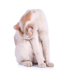 Thai cat isolated on the white background