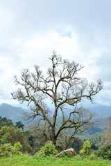 Beautiful tree on the mountain