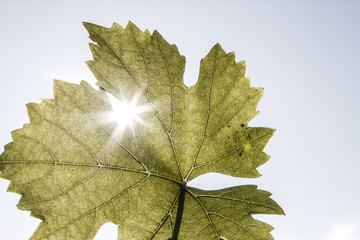Weinblatt mit Sonnenstrahlen