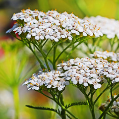 Тысячелистник обыкновенный (Achillea millefolium) © Starover Sibiriak
