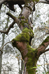 the tree trunk covered with the moss