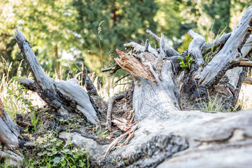 tree trunk