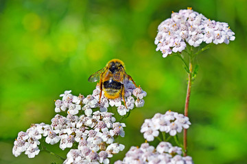 Шмель  (Bombus) на цветке Тысячелистника  (Achillea) © Starover Sibiriak