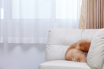 pomeranian dog cute pets sleeping on white leather sofa