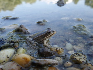 Small frog in nature