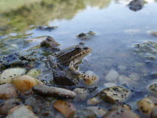 Small frog in nature