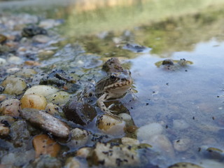 Small frog in nature