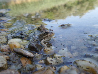 Small frog in nature