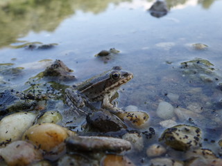 Small frog in nature