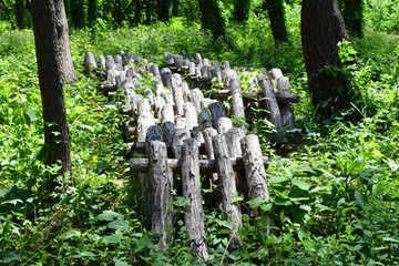 キノコの栽培風景（シイタケ）／山形県鶴岡市の森林で、キノコ（シイタケ）の栽培風景を撮影した写真です。