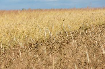 golden wheat in a farm field