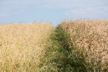 Fototapeta premium golden wheat in a farm field
