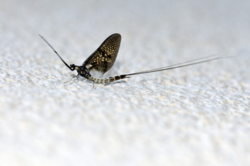 Eintagsfliege